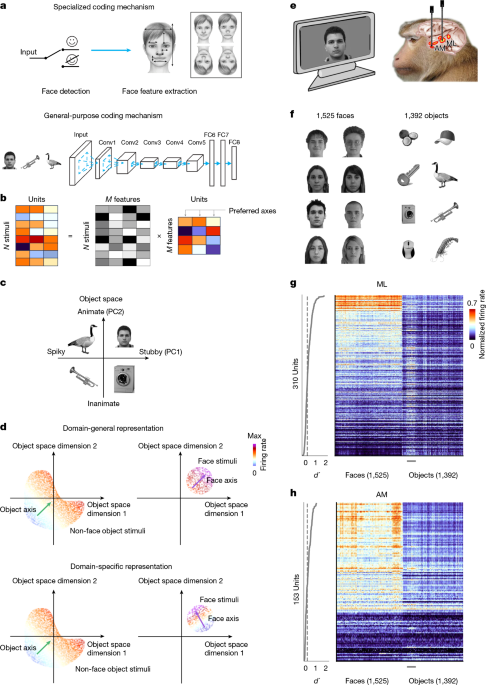 Rapid concerted switching of the neural code in the inferotemporal cortex
