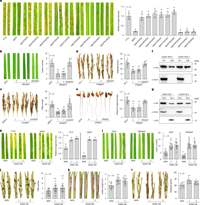 Inactivating SnRK1β1A promotes broad-spectrum disease resistance in rice