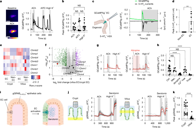 Parasites trigger epithelial cell crosstalk to drive gut–brain signalling
