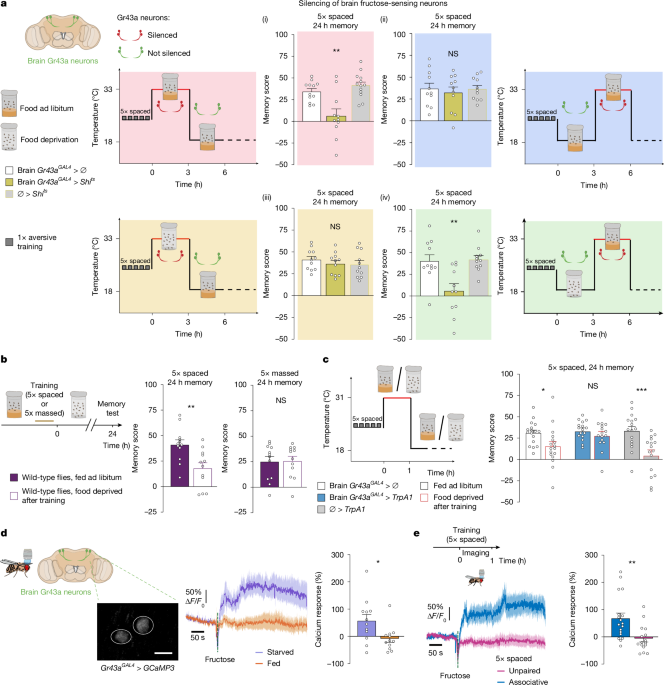 Aversive learning hijacks a brain sugar sensor to consolidate memory