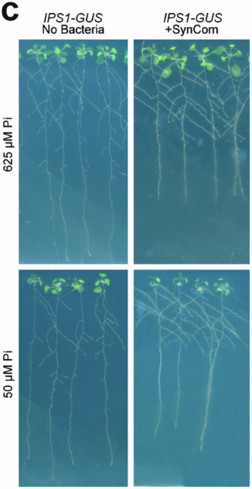 Author Correction: Root microbiota drive direct integration of phosphate stress and immunity