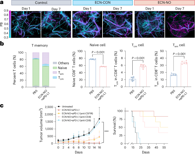 An engineered E. coli strain sustains intratumoral nitric oxide production to boost effectiveness of tumor immunotherapy