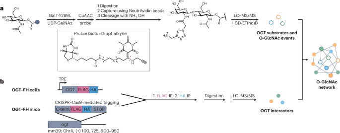 Cracking the code to O-GlcNAcylation networks