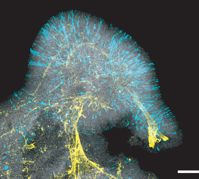 Long-lived retinal ganglion cells | Nature Methods