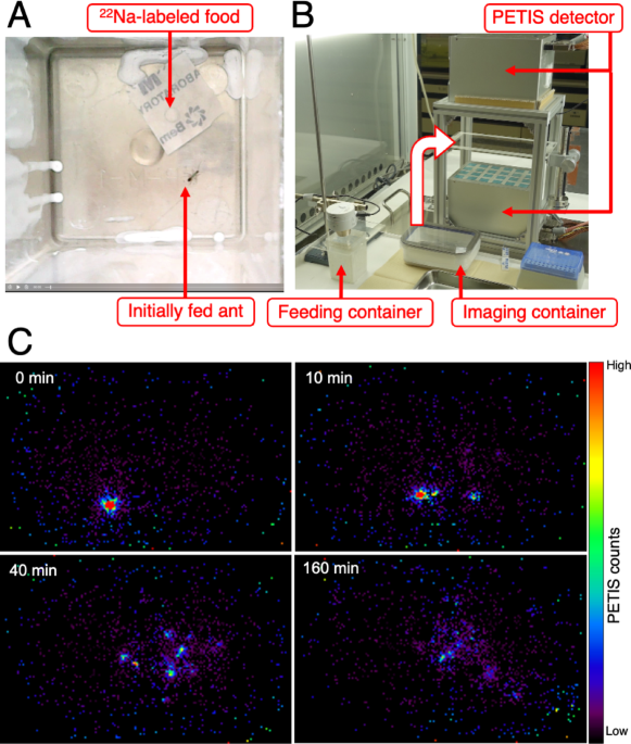 Highly sensitive positron imaging reveals short-term food distribution patterns in ant groups