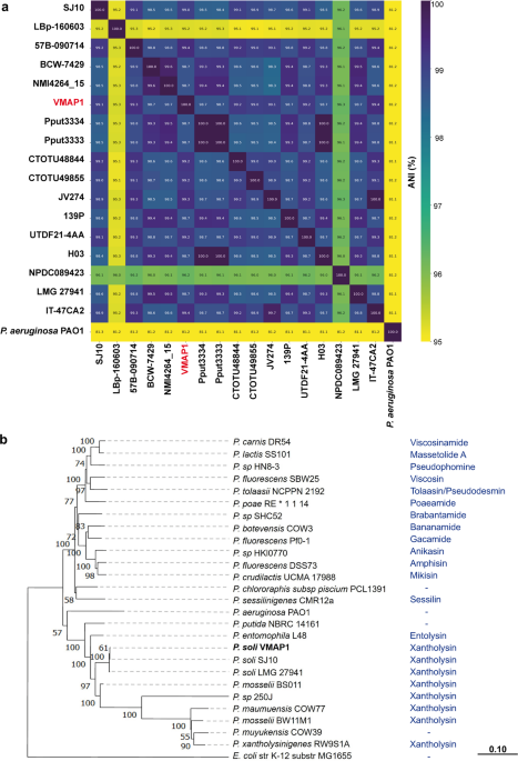 Functional characterization of Pseudomonas soli VMAP1 as a biocontrol agent against Xanthomonas vesicatoria in tomato plants