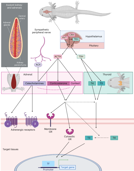 The adrenal stress response involves distinct dynamics of both cortisol and corticosterone in the axolotl salamander