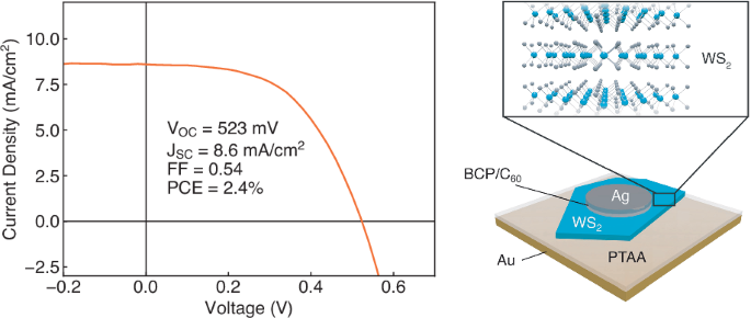 Dual carrier-selective contact transition metal dichalcogenide solar cells