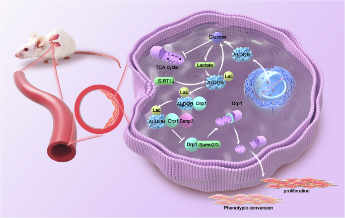 ALDOB K87 lactylation drives mitochondrial fission and metabolic reprogramming in pulmonary hypertension