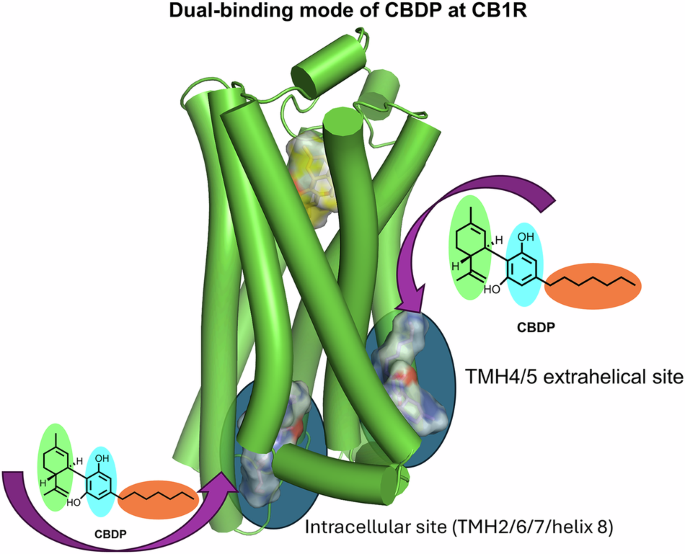 Cannabidiphorol (CBDP) acts as a negative allosteric modulator at two distinct sites of cannabinoid receptor 1