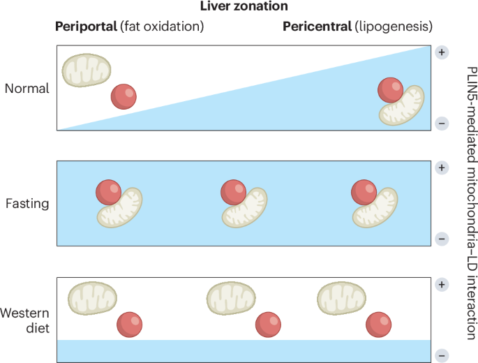 The expanding role of mitochondria–lipid droplet contacts in liver and their disruption by MASLD