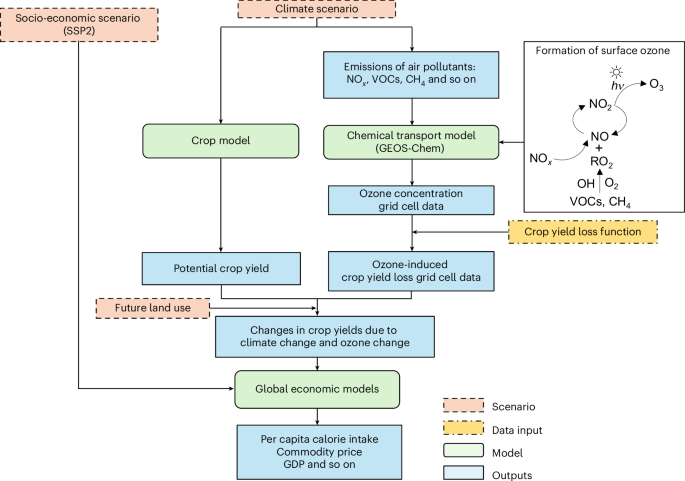 Ozone pollution reduction partially offsets the negative impact of climate change mitigation efforts on global hunger