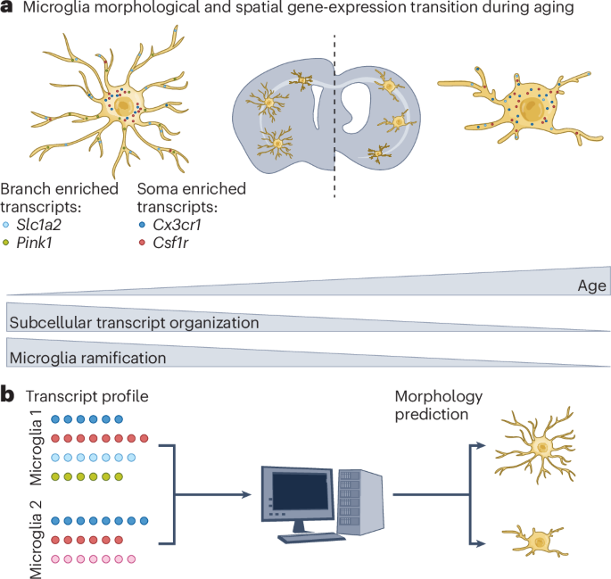 Subcellular orchestration of microglial aging