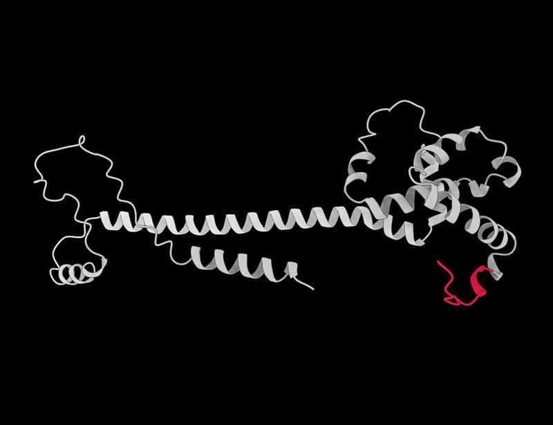 Identification and characterization of dietary antigens in oral tolerance | Science Immunology