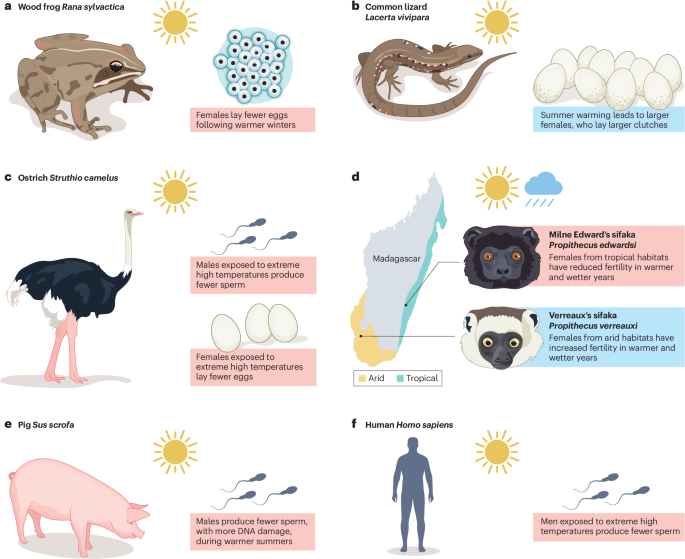 The consequences of rising temperatures for animal fertility
