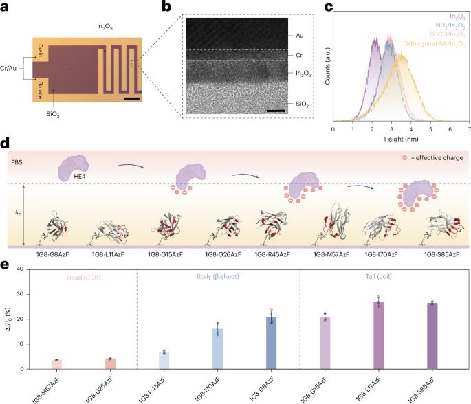 Genetic code expansion-assisted field-effect transistor architecture for ultrasensitive cancer diagnostics