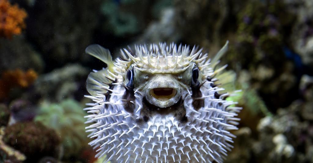 Experimenting with murder | Opinion