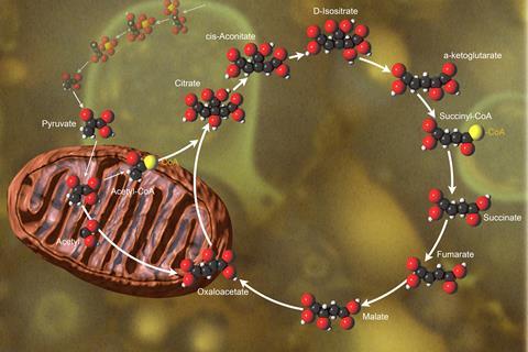 Citric acid cycle a ‘garbage compactor’ as well as an energy powerhouse | Research