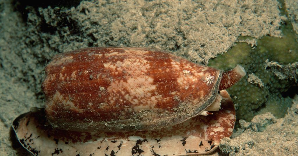 Cone snail venom peptides show promise as chronic pain treatments