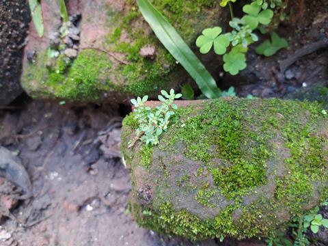 Discovery of unique modification to plant’s carbon dioxide-fixing enzyme could boost crops | Research