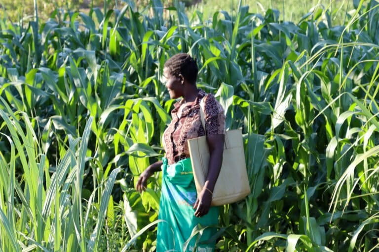 In Malawi, farmers rebuild soil and livelihoods through agroecology