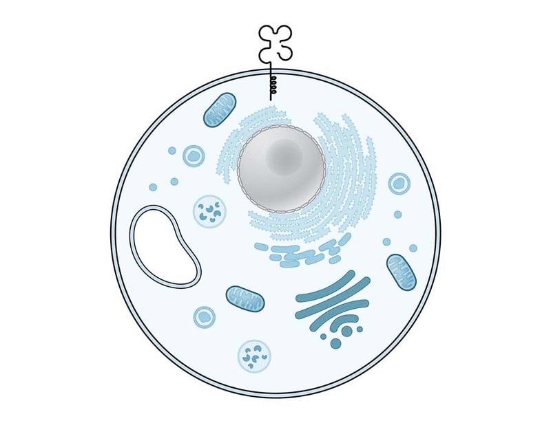 Beyond bystanders: How β cell stress shapes the autoimmune response in T1D | Science Translational Medicine