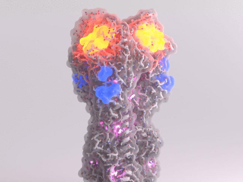 Stabilization of the H5 clade 2.3.4.4b hemagglutinin improves vaccine-elicited neutralizing antibody responses in mice | Science Translational Medicine