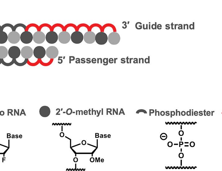 Lowering the HTT1a transcript as an effective therapy for Huntington’s disease in a knockin mouse model | Science Translational Medicine