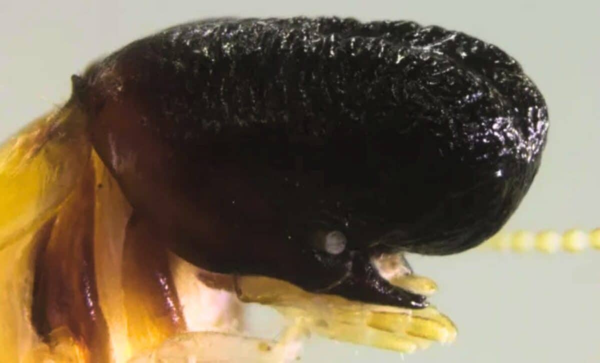 Eight Meters up in the Rainforest, Scientists Just Found a Creature with the Face of Moby Dick