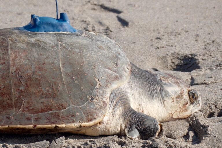 A 3-limbed Kemp’s ridley sea turtle is now being tracked at sea by satellite
