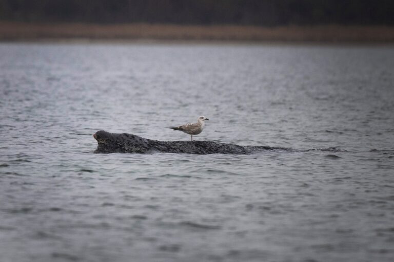 A stranded whale in Germany’s Baltic Sea weakens as hopes of its return to the Atlantic fade