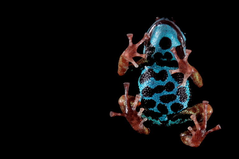 An ‘ethereal’ new-to-science poison dart frog from the Amazon: Photo of the week