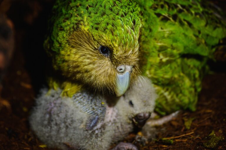 Critically endangered kākāpō parrot has standout breeding season