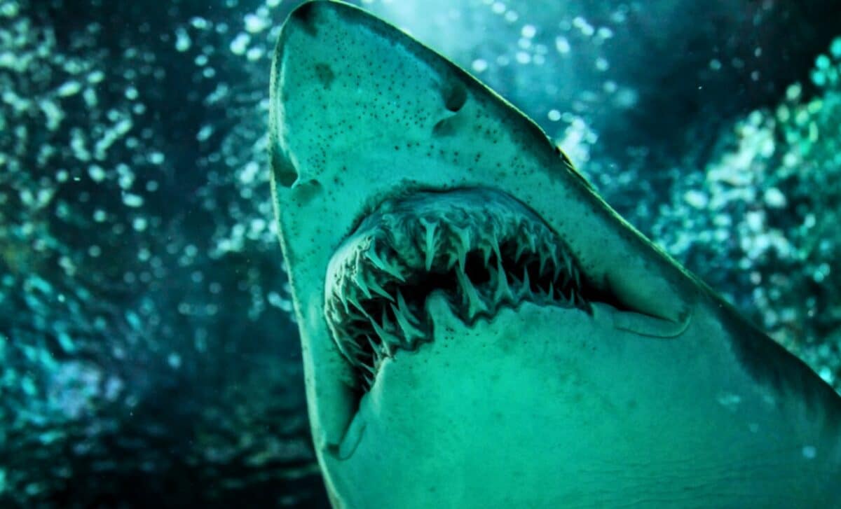 A Nearly Complete Ancestor of the Great White Shark Has Been Discovered