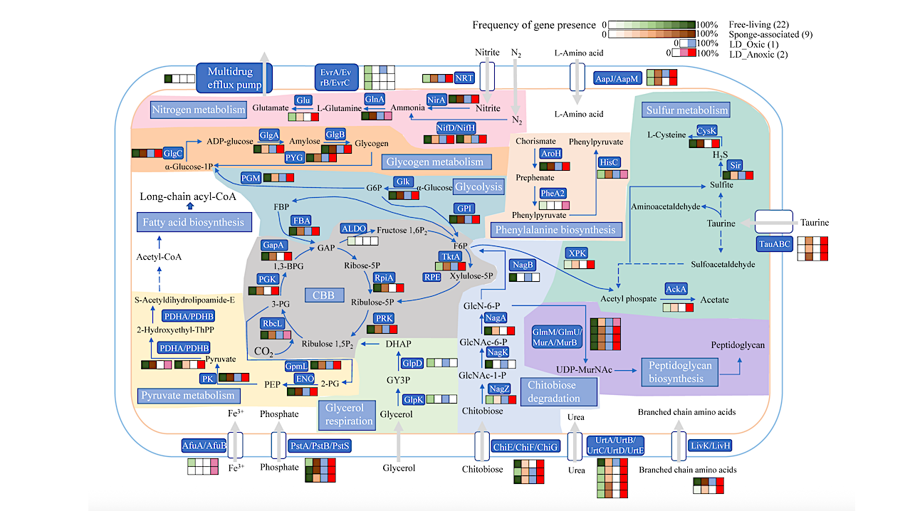 Anoxia-adapted Cyanobacteria In A Marine Blue Hole
