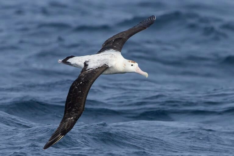 Marine flyways are the missing map we can use to boost seabird conservation (commentary)
