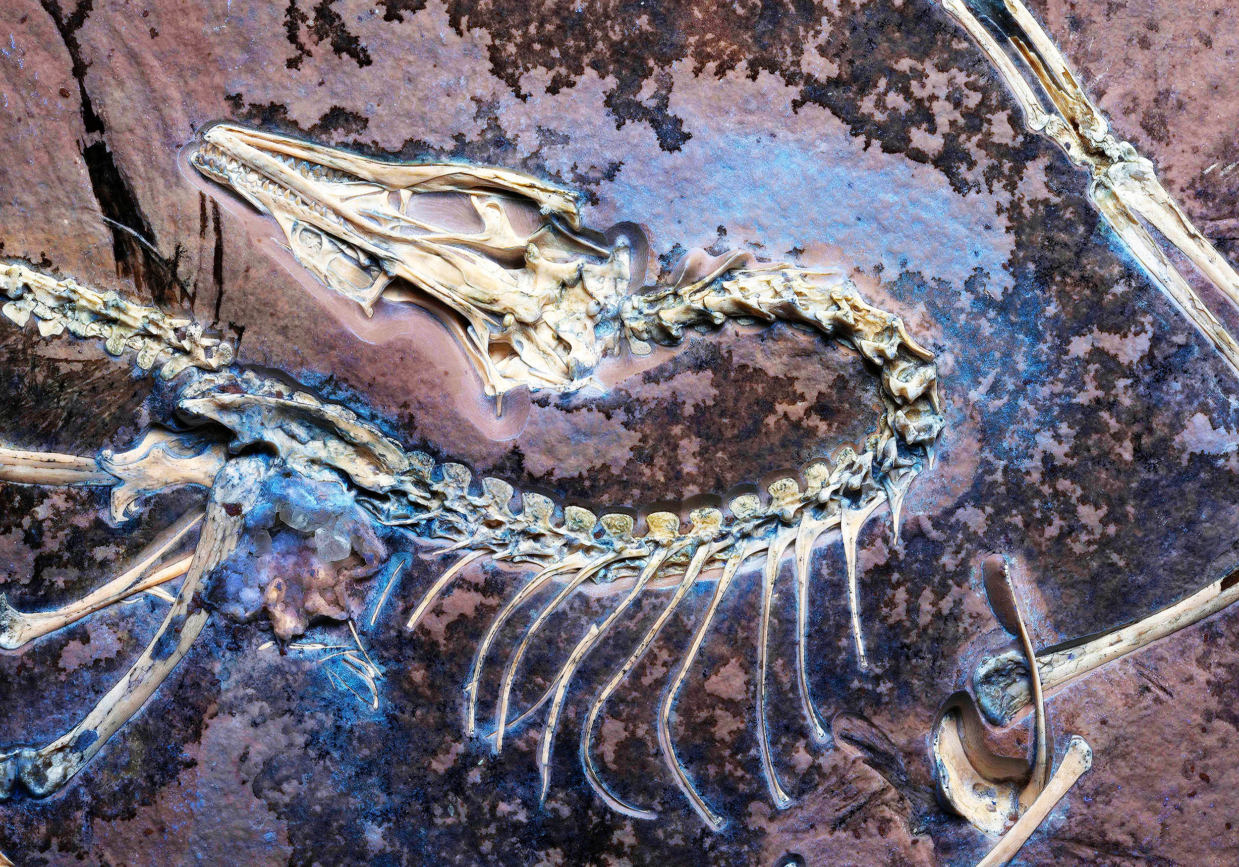 Fossil with preserved soft tissue may prove that Darwin was right