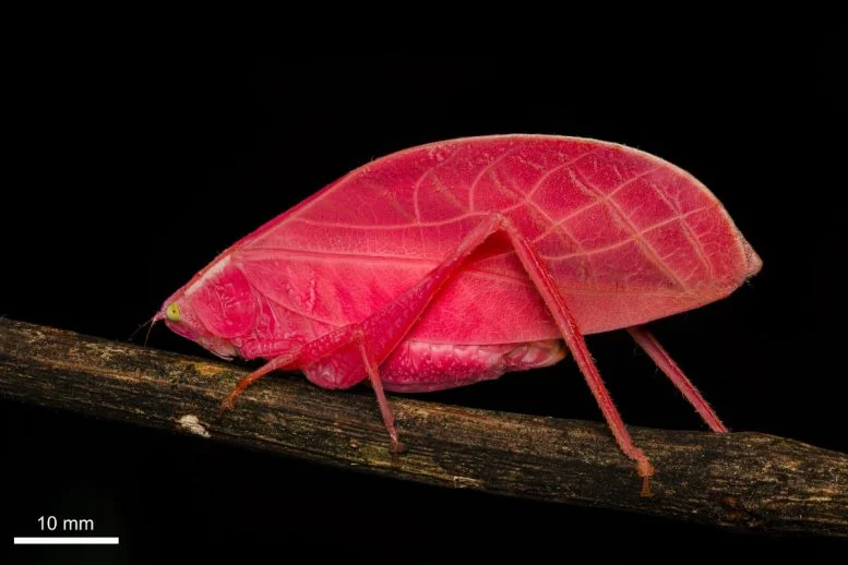 This Bizarre Insect Turns Pink to Green in Just 11 Days