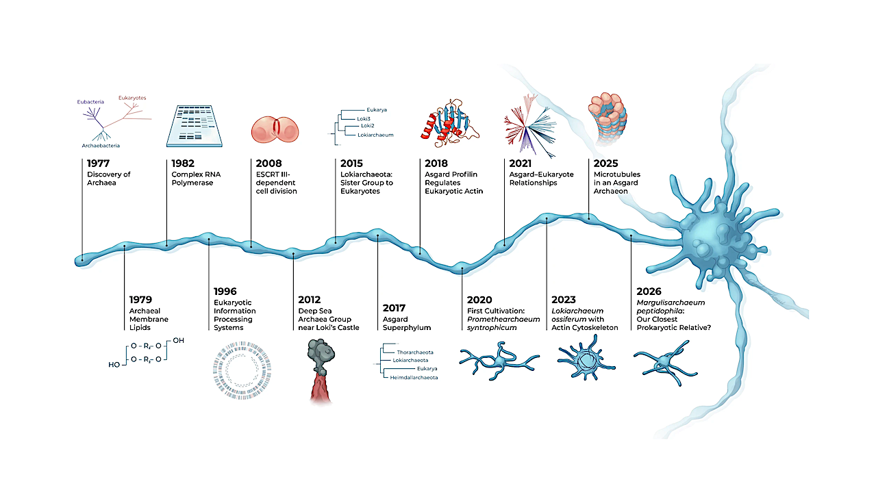 Asgard Archaea: Have We Found Our Microbial Aancestors?