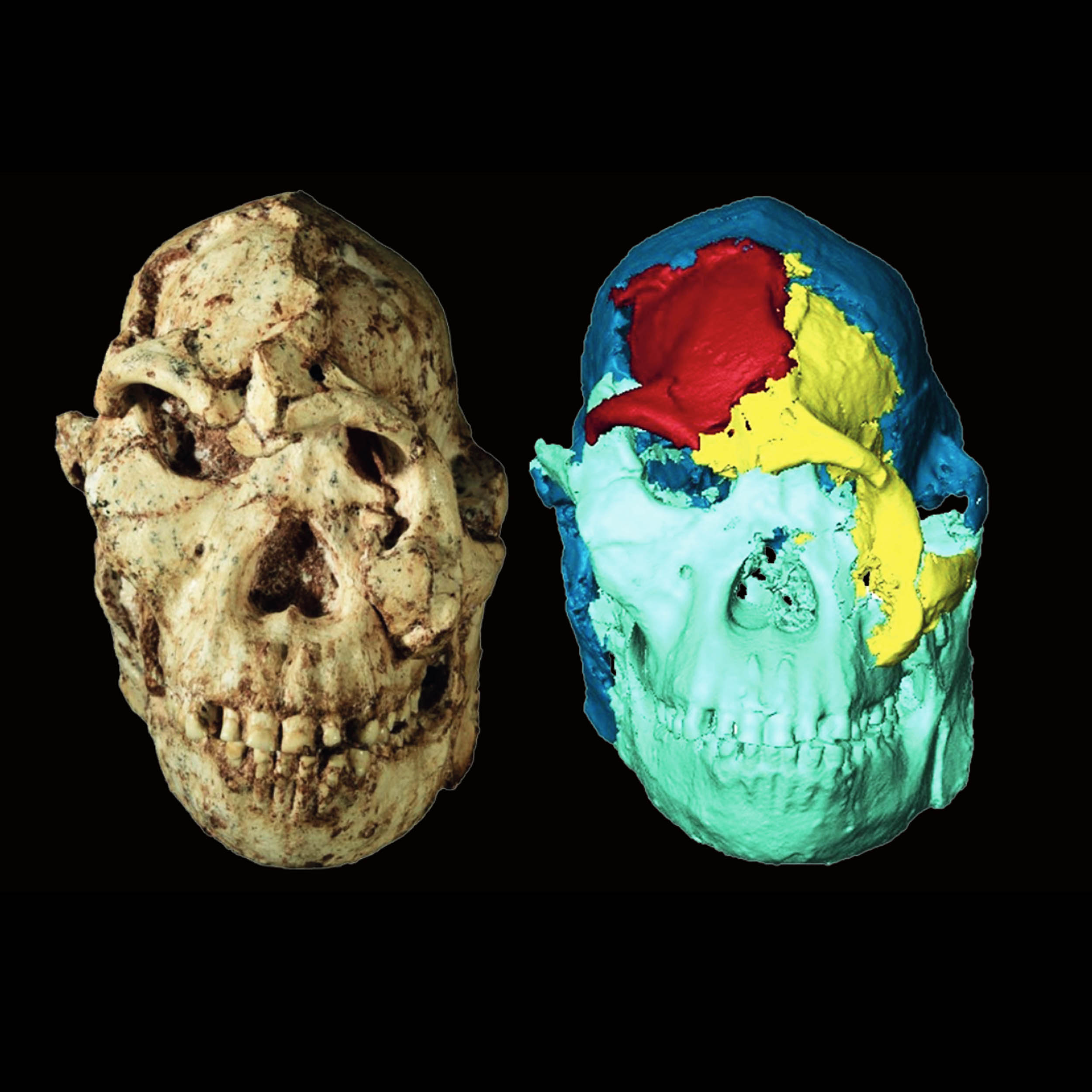 A 3.7-million-year-old face reveals surprising links across Africa