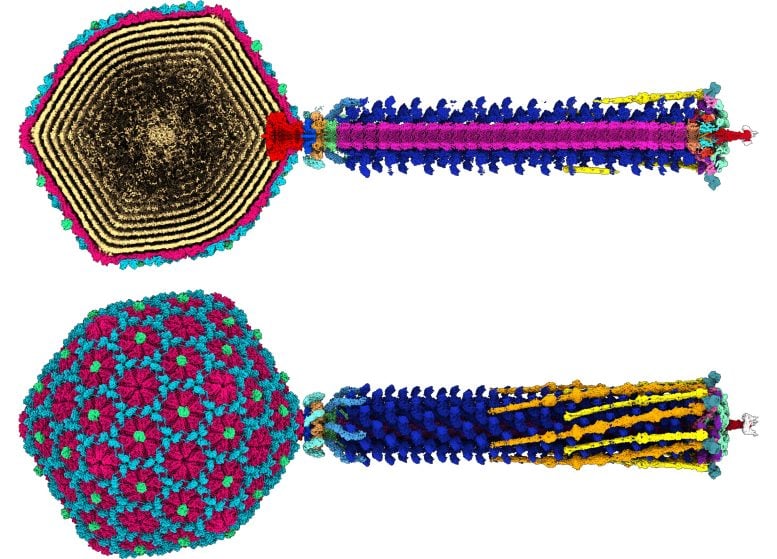 Stunning High-Resolution Virus Blueprint Offers New Hope Against Antibiotic Resistance