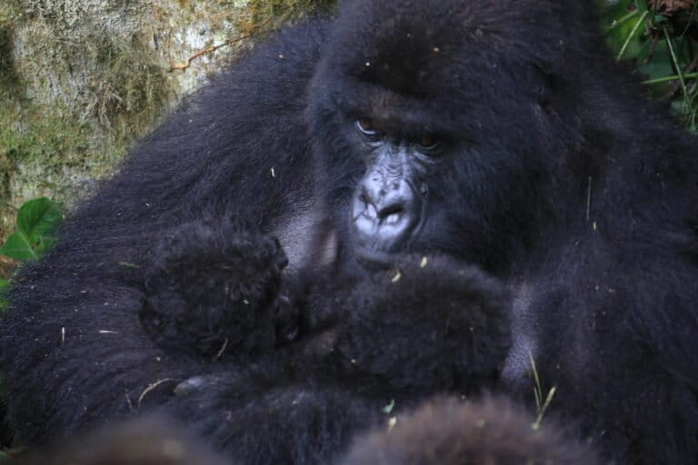 ‘Extraordinary’: Second set of rare mountain gorilla twins born in DRC’s Virunga