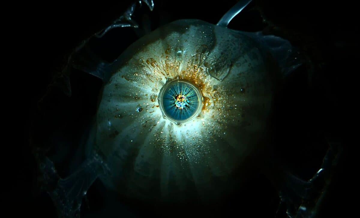 600 Million Years Ago, a “Cyclops” Lived with a Single Eye on Its Forehead, and Your Eyes Descend from It