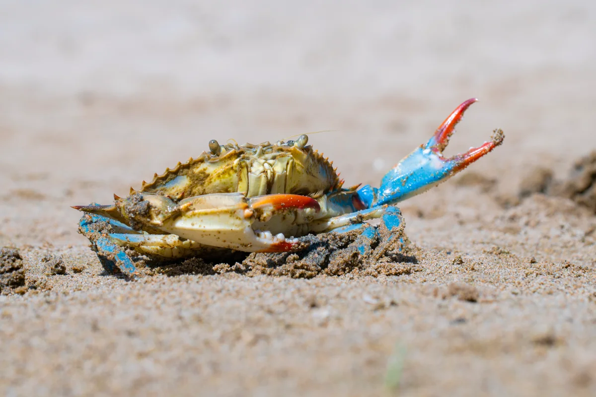 Maryland’s crabs are gluttonous cannibals, decades-long study finds