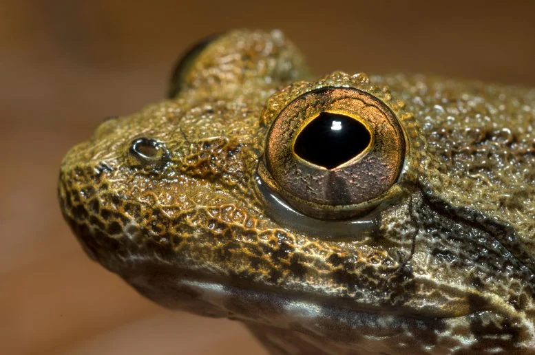 These Strange Fanged Frogs Turn Out to Be Multiple Species