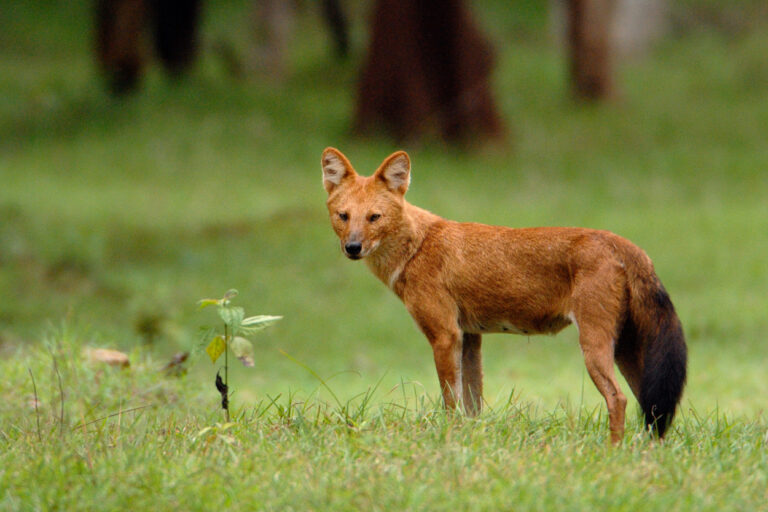 Asian wild dog spotted in Vietnam for the first time in 20 years