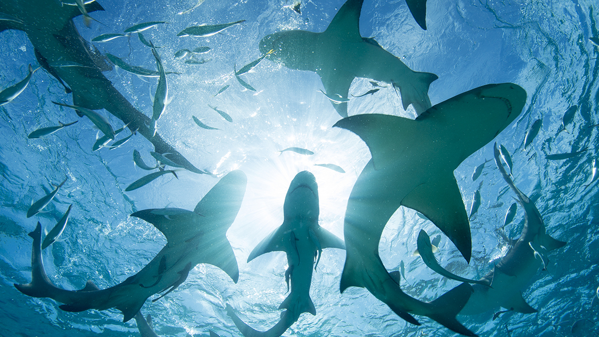 Sharks Are Testing Positive For Cocaine And Caffeine in The Bahamas