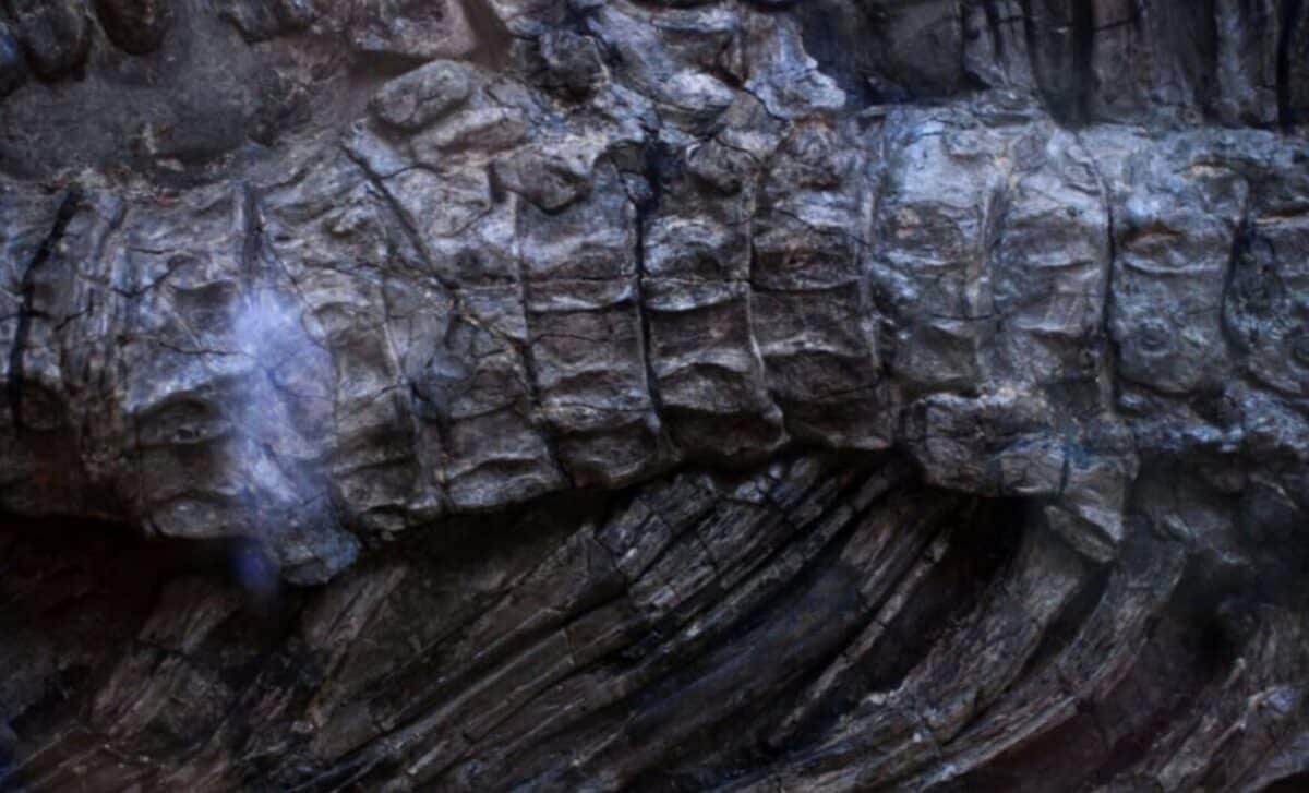 A Massive 92-Foot Dinosaur Buried for 147 Million Years Was Accidentally Unearthed Beneath a Construction Site