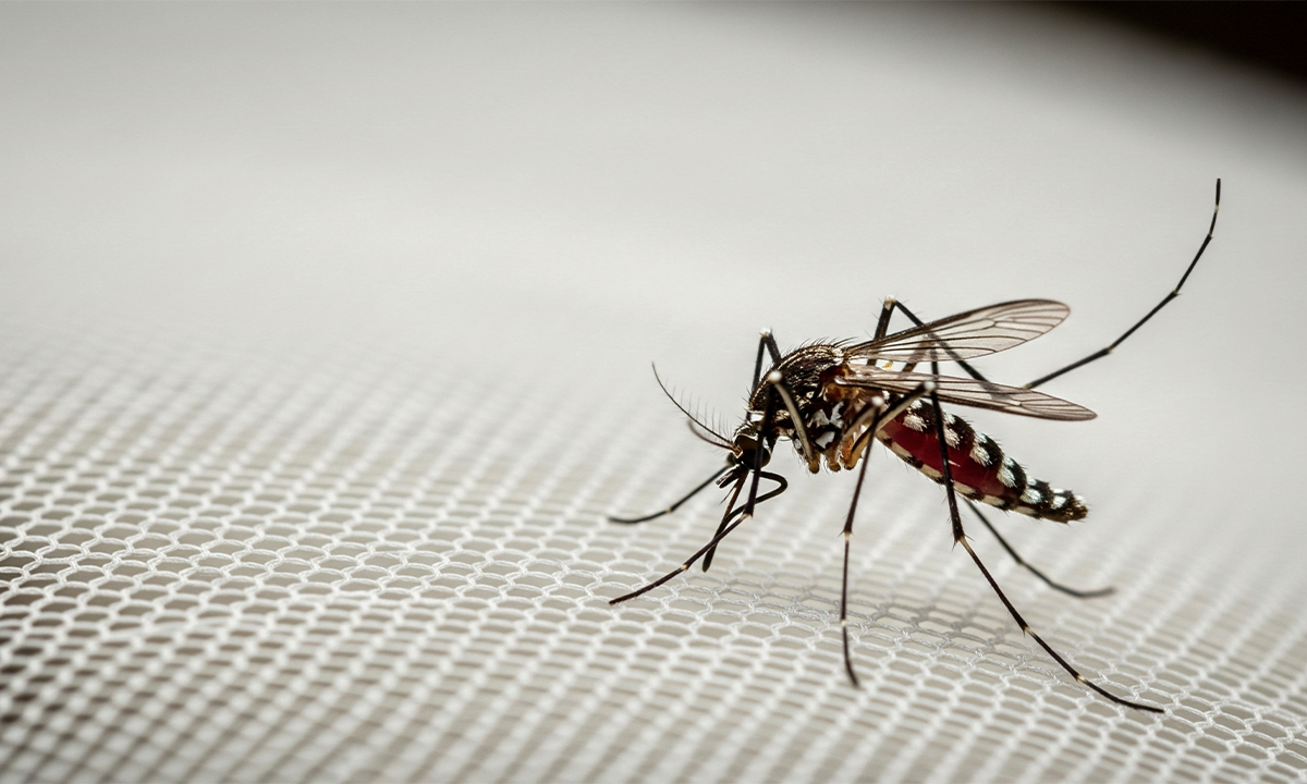 Here’s Why Mosquitoes Won’t Leave You Alone