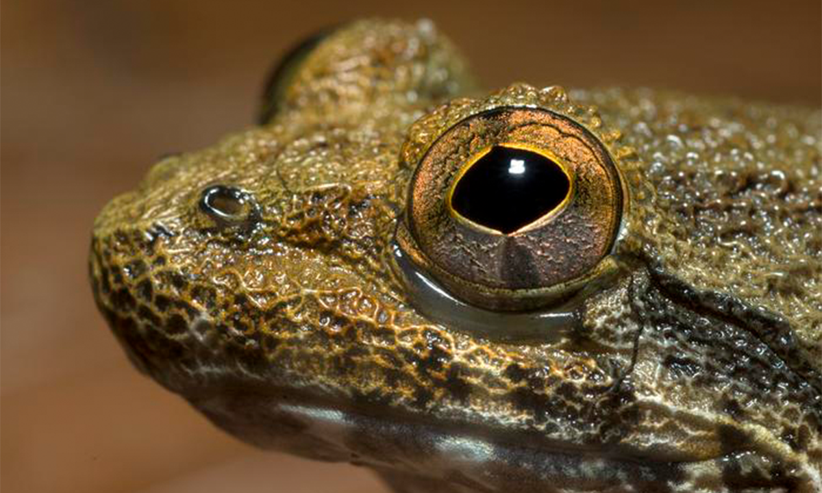Fanged Frog of Borneo Shows Speciation is Messy